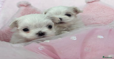 Maltese dogs - Advert 10