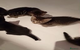 Mixed Breed cats for sale: Mixed Kittens - Image 3