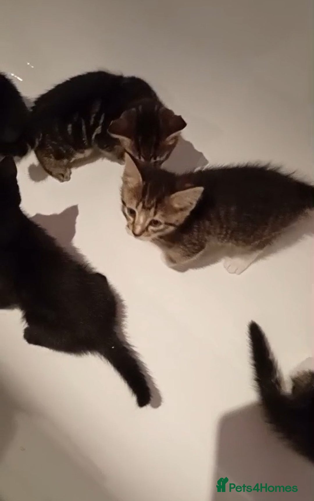 Mixed Breed cats for sale: Mixed Kittens - Image 3