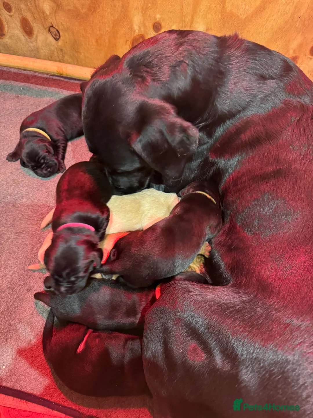 Labrador Retriever dogs for sale: KC Registered Labrador Retriever Puppies in Beccles - Advert 1