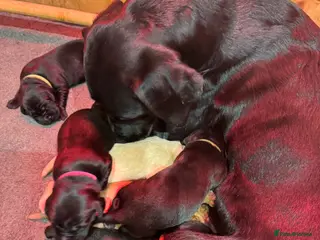 Labrador Retriever dogs KC Registered Labrador Retriever Puppies - Advert 2