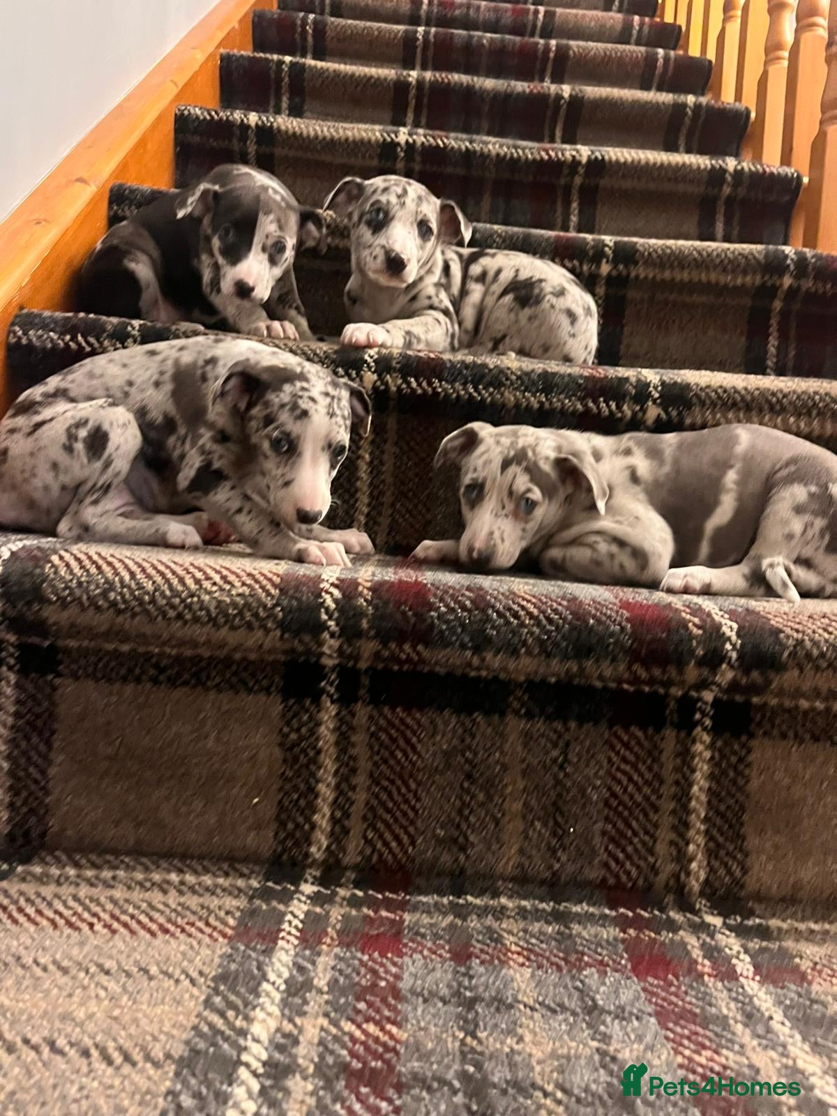 Italian Greyhound dogs Italian greyhound / whippet  - Advert 18