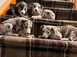 Italian Greyhound dogs Italian greyhound / whippet - Advert 18