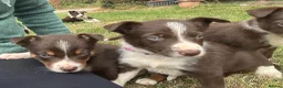 Mixed Breed dogs for sale: One female collie pup for sale  - Advert 5