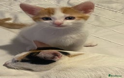 Mixed Breed cats for sale: 4 Beautiful kittens  - Image 4