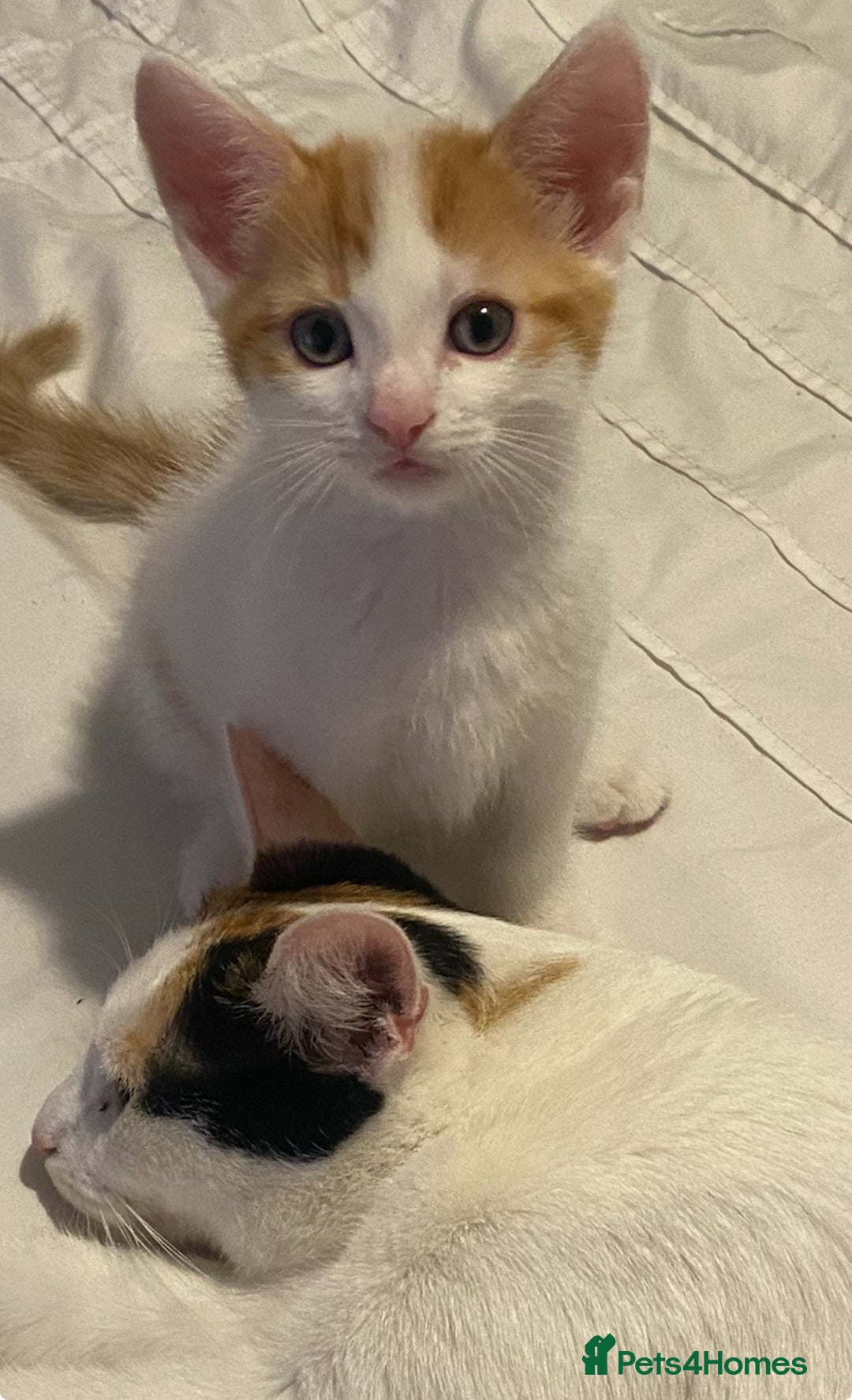 Mixed Breed cats for sale: 4 Beautiful kittens  - Image 4