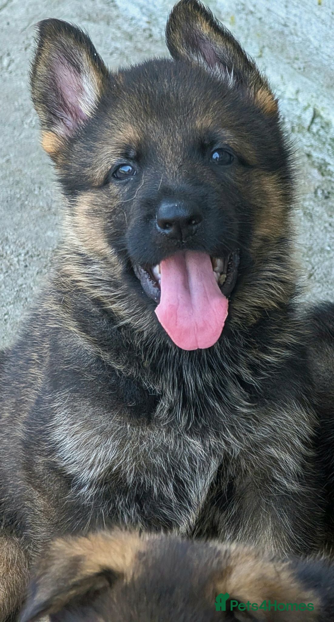 German Shepherd dogs K.C. reg GSD pups - Advert 2