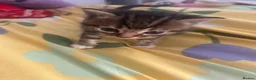 Mixed Breed cats for sale: 5 gorgeous kittens for sale - Advert 14