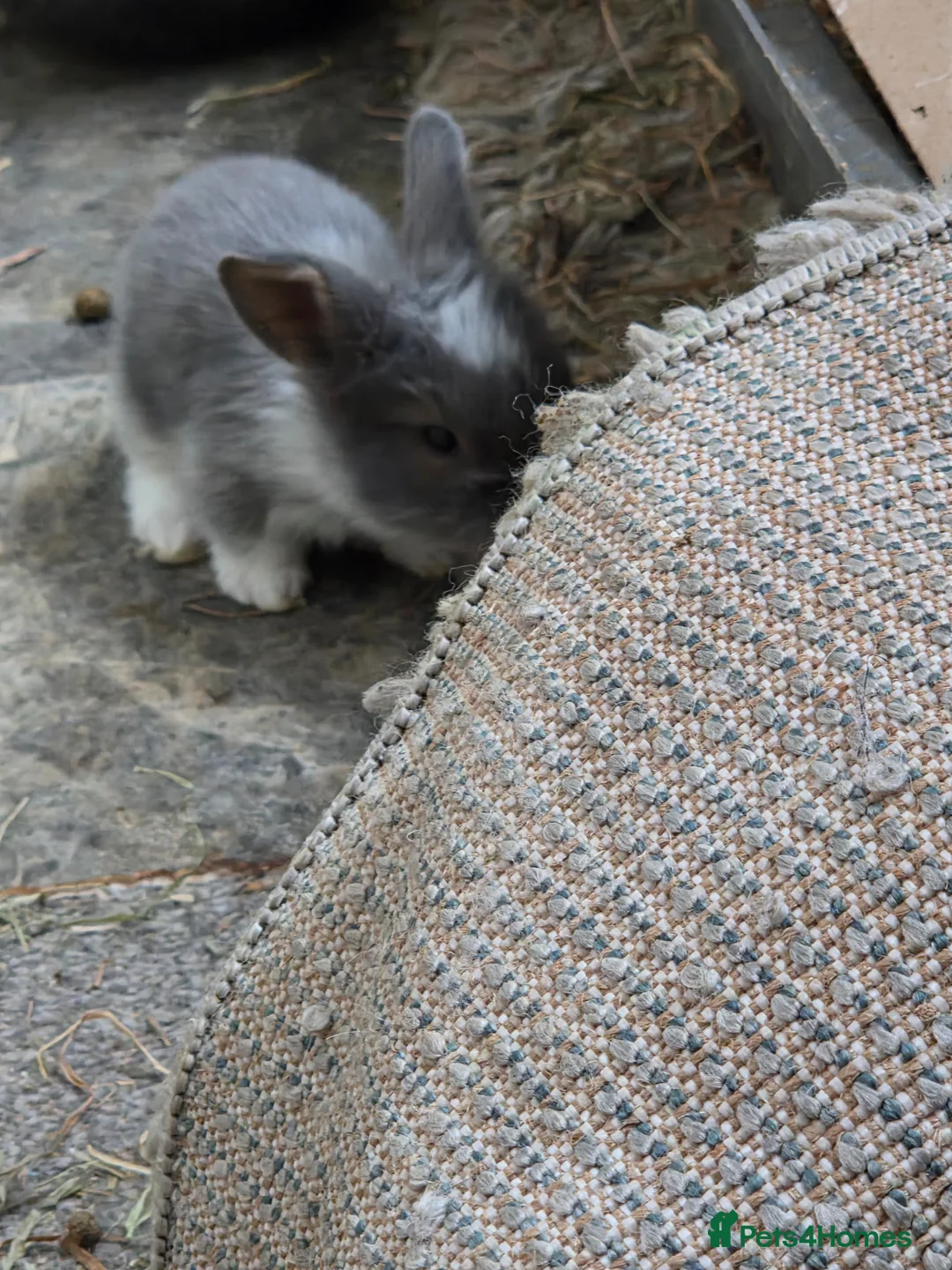 Mini Lion Lop rabbits for sale: 6 mini lion head lop eared rabbits. Boys and girls in Beaworthy - Advert 2