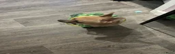 Chihuahua dogs for sale: 🐾 LOVING FOREVER HOME WANTED FOR SOBY 🐾 in Coventry - Advert 11