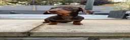 Miniature Dachshund dogs for sale: Gorgeous KC registered Miniature Dachshunds   - Advert 4