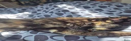 Mixed Breed cats for sale: Cats for sale - Advert 9