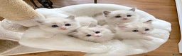 Ragdoll cats for sale: INDOOR FULL PEDIGREE RAGDOLL KITTENS - Advert 5
