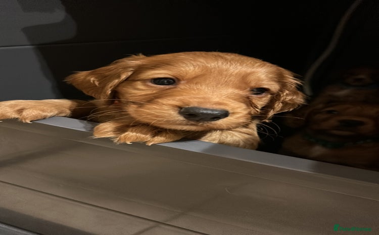 Cocker Spaniel dogs - Advert 3