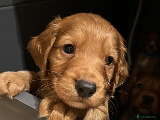 Cocker Spaniel dogs Stunning Red Working Cocker Spaniel Pups - Advert 15