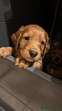 Cocker Spaniel dogs - Advert 3