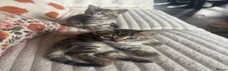 Bengal cats for sale: Kittens ready now  in Cramlington - Advert 3