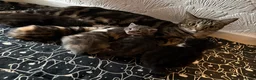 Mixed Breed cats for sale: 5 KITTENS  - Advert 1