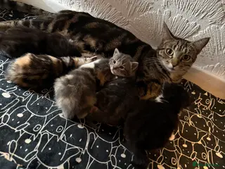 Mixed Breed cats 5 KITTENS - Advert 1