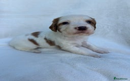 Cocker Spaniel dogs for sale: Beautiful kc registered cockerspaniel puppies  - Image 14