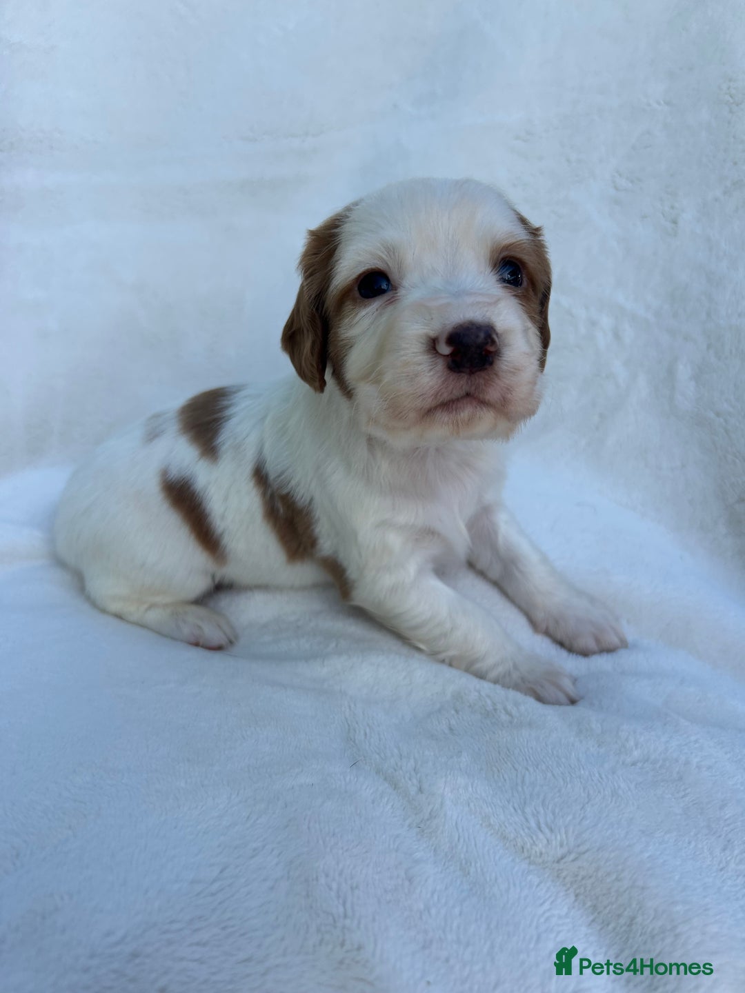 Cocker Spaniel dogs for sale: Beautiful kc registered cockerspaniel puppies  - Image 14