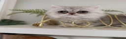 Persian cats for sale: Persian kittens  - Advert 9