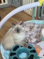 Ragdoll cats Stunning Bluepoint Pedigree Ragdoll Kittens Ready - Advert 2