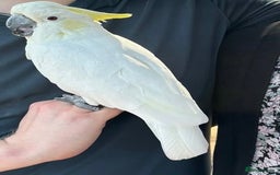 Parrots birds for sale: Fully tame crested cockatoo for sale  - Image 4