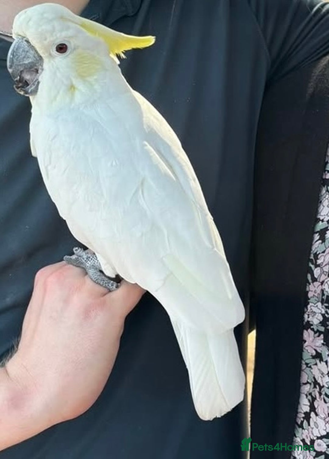 Parrots birds for sale: Fully tame crested cockatoo for sale  - Image 4