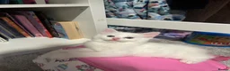 Maine Coon cats for sale: Beautiful Maine coon / Ragdoll Kitten  in Bristol - Advert 4