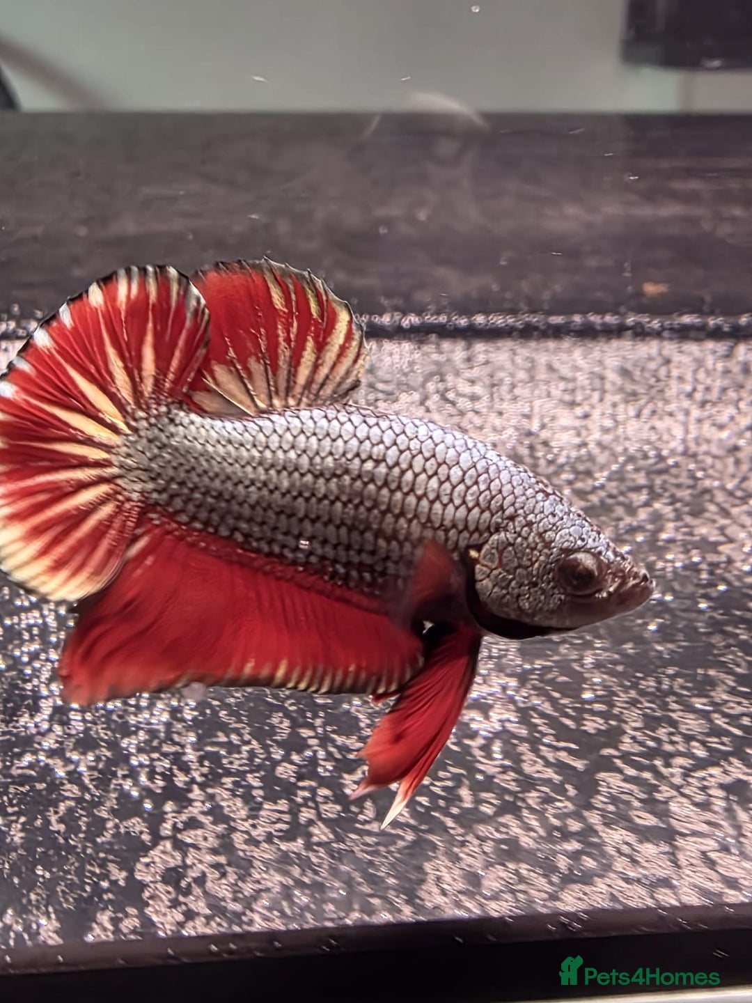 Bettas fish for sale: Betta shipment list for wednesday !!! ⬇️  - Advert 7