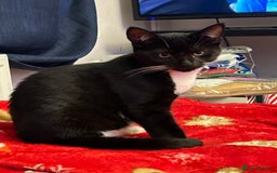 British Shorthair cats for sale: Kittens £65 each - Image 4