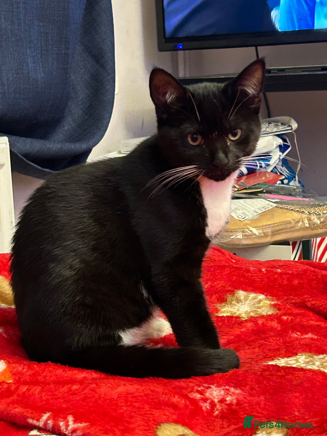 British Shorthair cats for sale: Kittens £65 each - Image 4