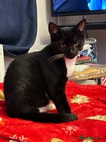 British Shorthair cats - Advert 1