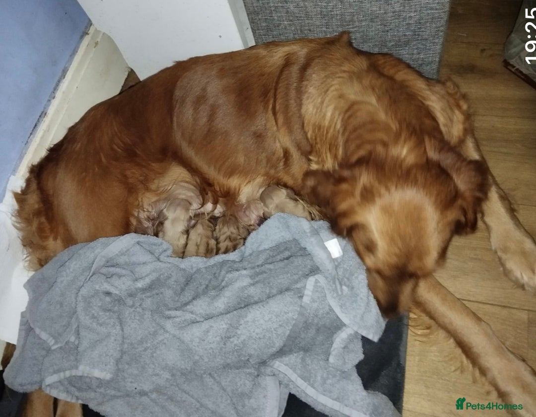 Golden Retriever dogs for sale: Working Line KC reg golden retriever puppies  - Advert 9