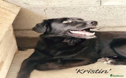 Mixed Breed dogs for adoption: Kristen, 1 yr approx. Available for adoption. in Brixham - Image 13
