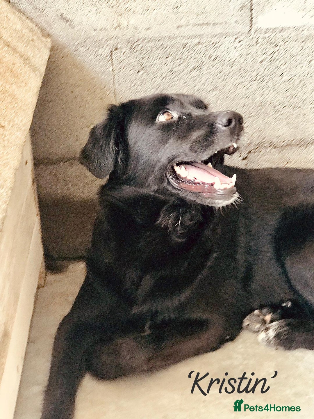 Mixed Breed dogs for adoption: Kristen, 1 yr approx. Available for adoption. in Brixham - Image 13