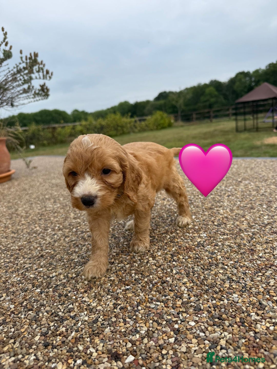 Cockapoo dogs for sale: Ready to leave Beautiful merle & gold  Cockapoos  - Image 16