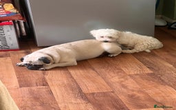 Pug dogs for sale: Lovely female pug  - Image 4