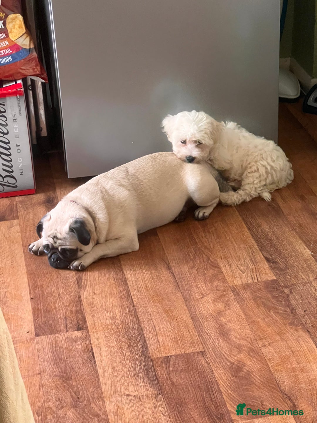 Pug dogs for sale: Lovely female pug  - Image 4