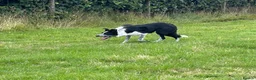 Border Collie dogs for sale: Border Collie looking for new home - Advert 2