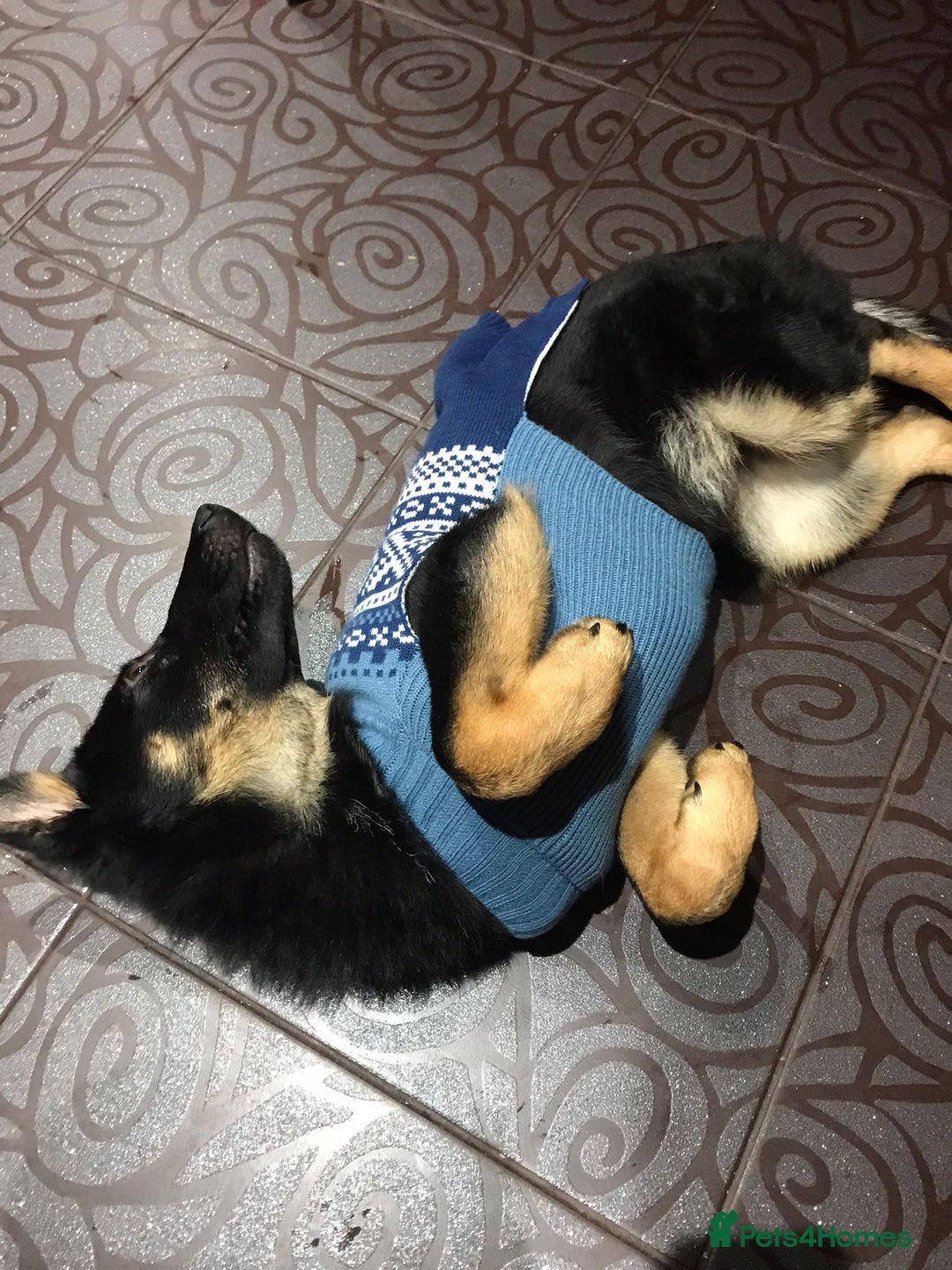 German Shepherd dogs for sale: Beautiful West Working Line German shepherd  - Advert 1