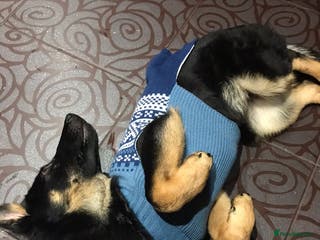 German Shepherd dogs Beautiful West Working Line German shepherd - Advert 1