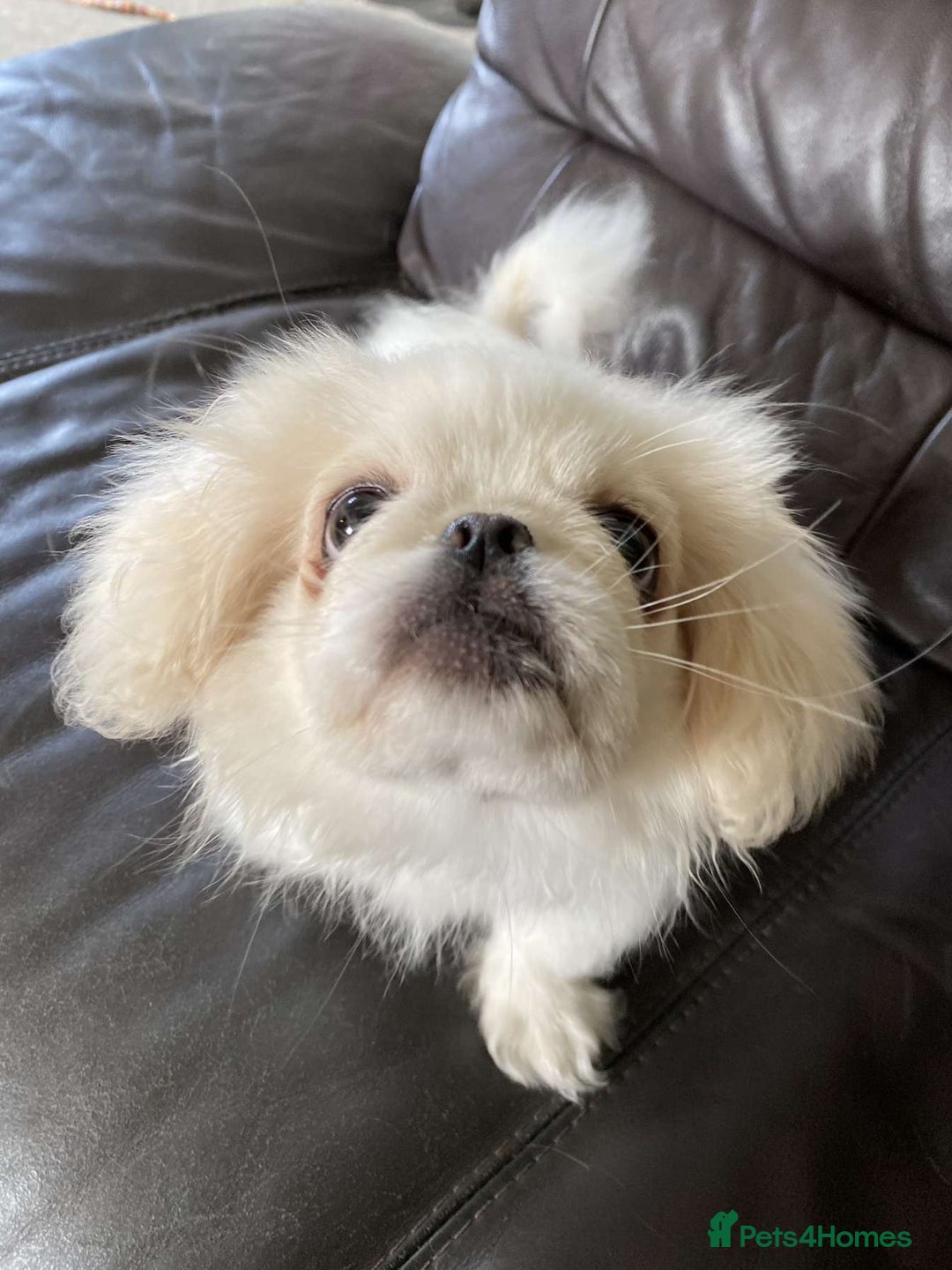 Pekingese dogs for sale: Pekingese Puppies in Blairgowrie - Image 8
