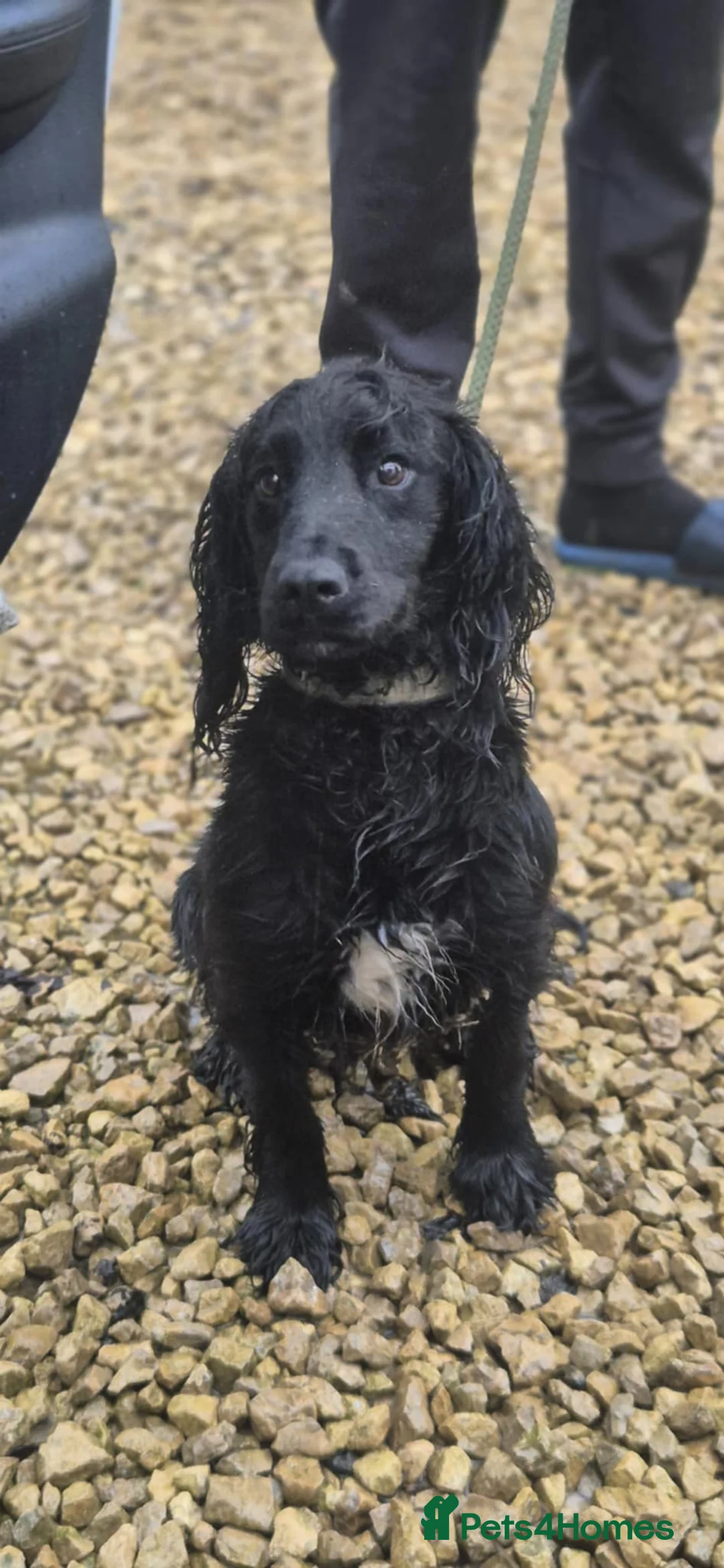 Sprocker dogs for sale: Beautiful Spocker pups - Advert 2