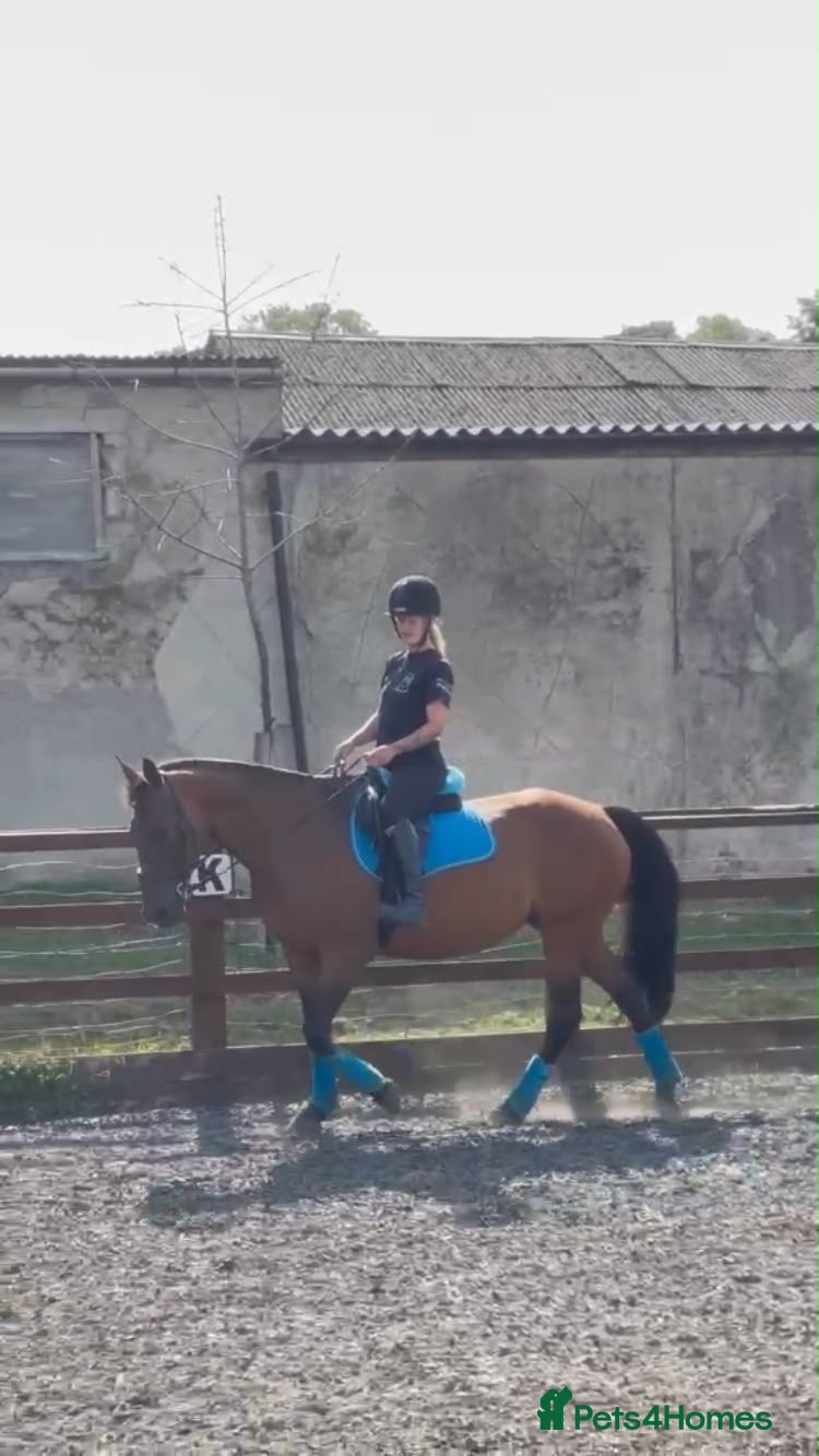 Irish Sports horses 17 year old perfect happy hacker  - Advert 2