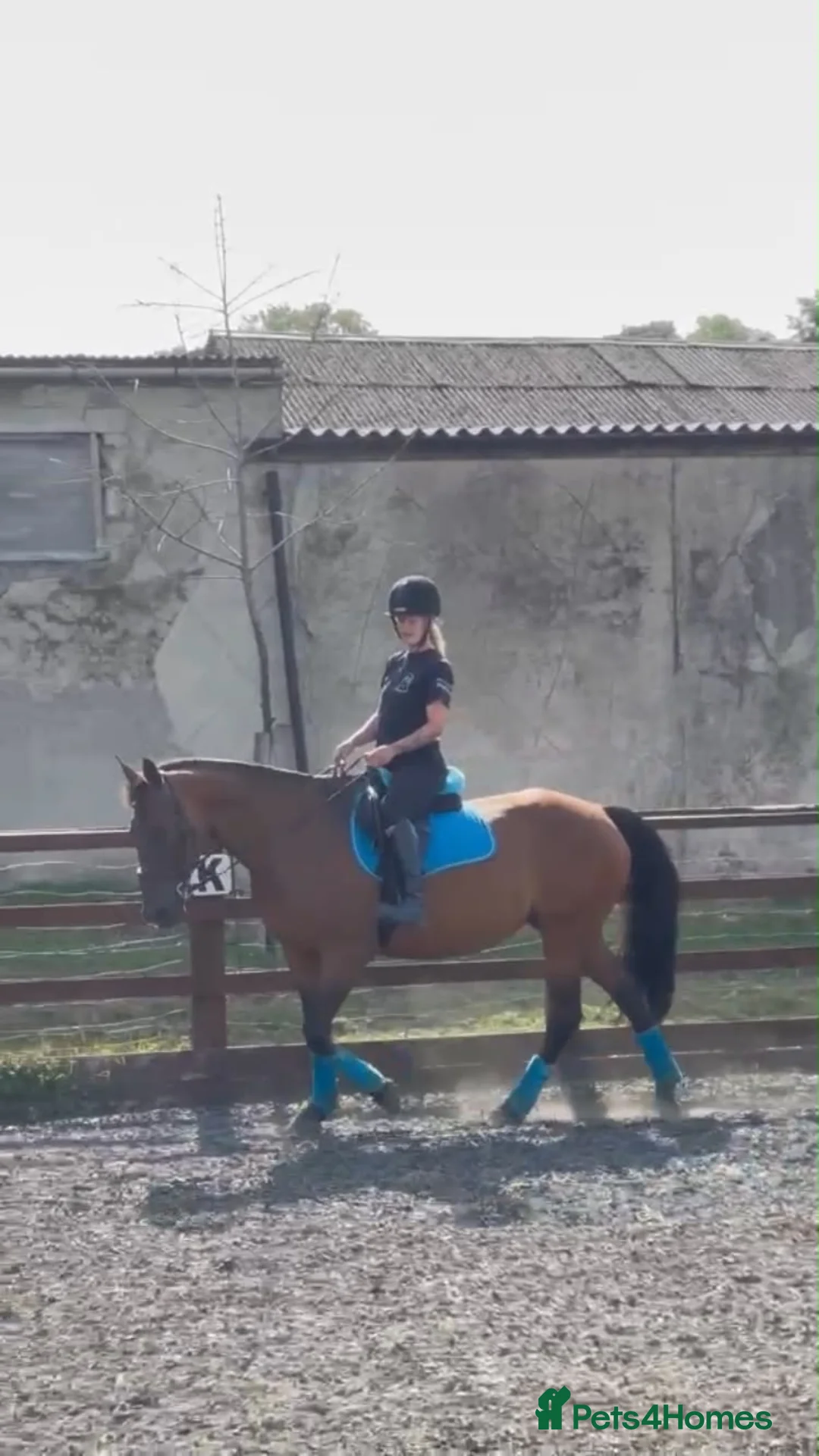 Irish Sports horses for sale: 17 year old perfect happy hacker  in Brighouse - Advert 2