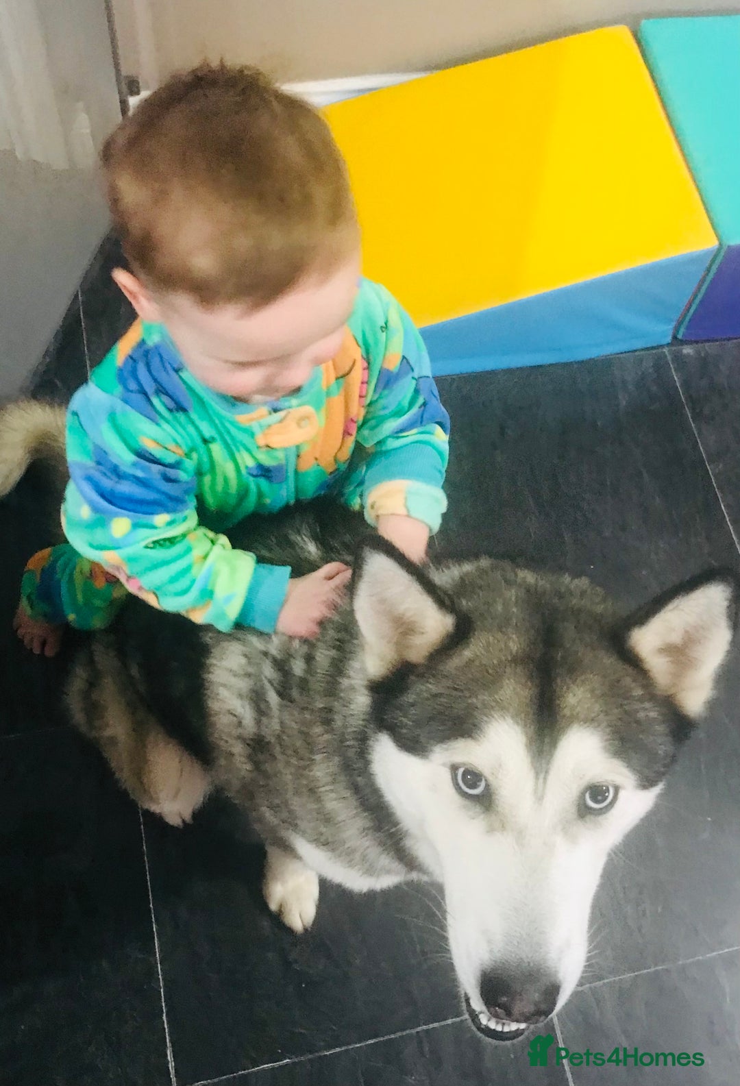 Siberian Husky dogs for sale: Four year old girl Berrien husky - Advert 7