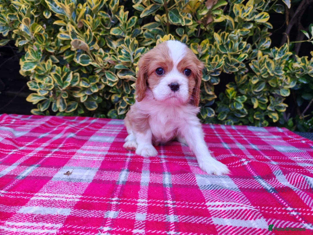 Cavalier King Charles Spaniel dogs for sale: KC Beautiful Cavalier King Charles puppies - Image 7