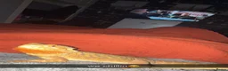 Bearded Dragon reptiles for sale: Bearded dragon with viv for sale. - Advert 2